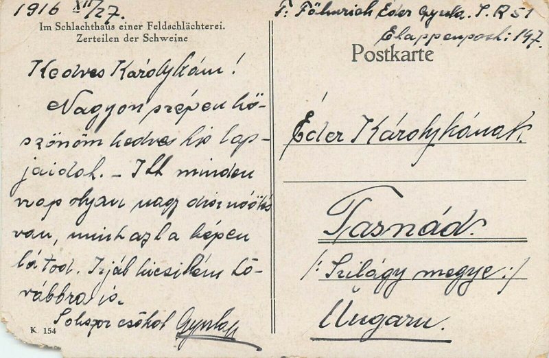 Slaughterhouse of a ww1 military field slaughterhouse pigs are cut up 1916