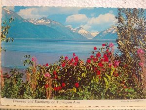 Postcard Fireweed and Elderberry on Turnagain Arm, Alaska