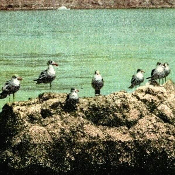 flock of seagulls on a rock waiting for breakfast early postcard view vtg