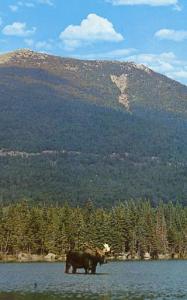 ME - Baxter State Park. Mature Bull Moose