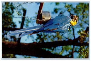 c1957 Bird Benson Wild Animal Farm Hudson Centre New Hampshire Antique Postcard