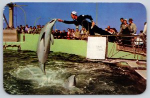 Animals~Marine Studio Florida~Man Giving Fish To Jumping Porpoise~1950s Postcard