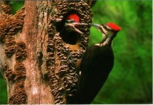 Pileated Woodpecker Male Chick and Parent Postcard