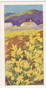 Glengettie Trade Card Wild Flowers No 21 Gorse