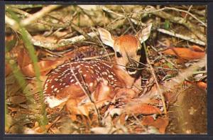 Fawn,Deer,Weeki Wachee,FL