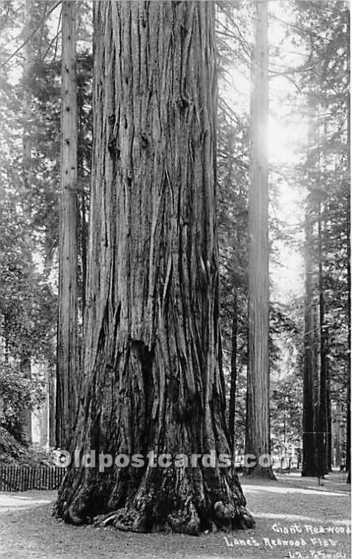 Giant Redwood, real photo Lanes Redwood Flat Logging, Timber Unused 