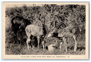 1941 Young Deer in Wild Animal Park Moose Jaw Saskatchewan Canada Postcard