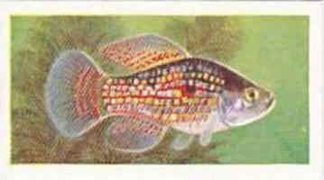 Mitchum Foods Vintage Trade Card Aquarium Fish 1957 2nd Series No 48 Flag Fish