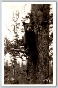RPPC~Animals~Cody Wyoming~Up A Tree~Bear Cub On Pine Branch Scene~1937 Postcard