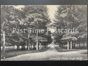 c1908 - SAVERNAKE FOREST, Eight Walks