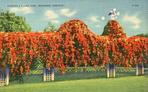 FL- Florida's Flame Vine (Bignomia Venusta)