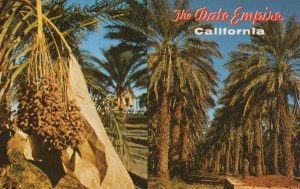 America Postcard - The Date Empire, Indio, California    RS24849