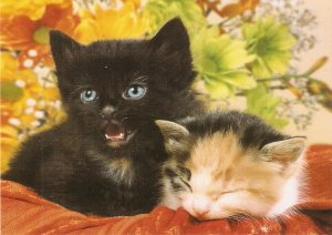Two kittens Modern English photo postcard