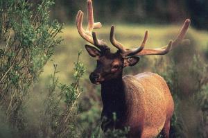 American Elk in Colorado