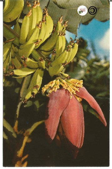 Vintage Hawaii Postcard, Hawaiian Banana Flower Li'i National Color Card