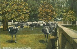 Artist Impression C-1910 Ostrich Farm Jacksonville Florida Jones Postcard 7541