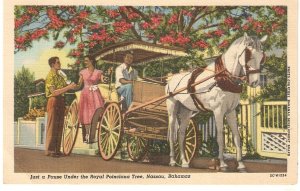 Just a Pause under the PoinciananTree. Horse carriage Vintage American PC