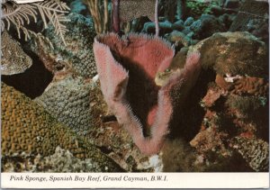 Postcard Cayman Islands - Pink Sponge, Spanish Bay Reef, Grand Cayman