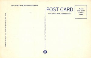 Oleanders In Bloom Postcard