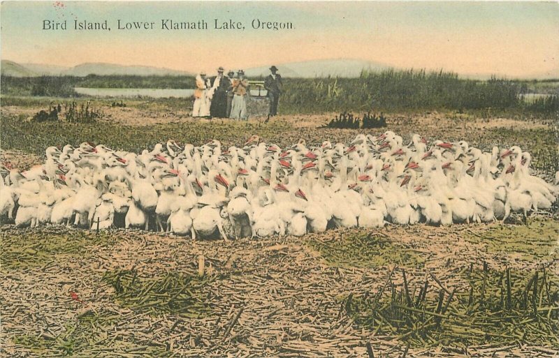 Postcard Oregon Klamath Falls Bird Island Lower Behrendt 23-3579