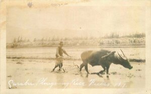 Farm Agriculture Hawaii Rice Field plowing RPPC Photo Postcard 20-1604