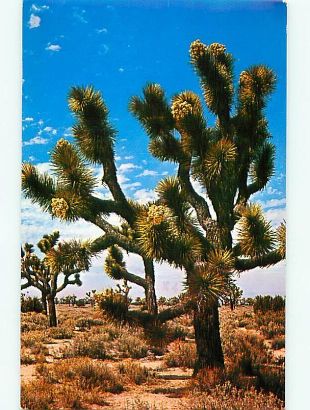 Joshua Tree Firest Praying Plant Giant Yucca Impossible to Age  Postcard  # 7252