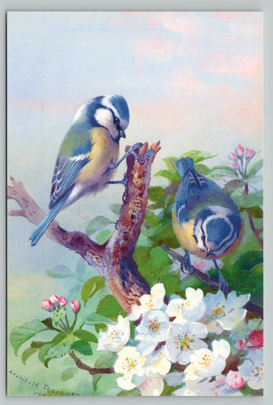 BLUE TITS BIRDS on a Tree Branch Blossom by Thorburn New Unposted Postcard