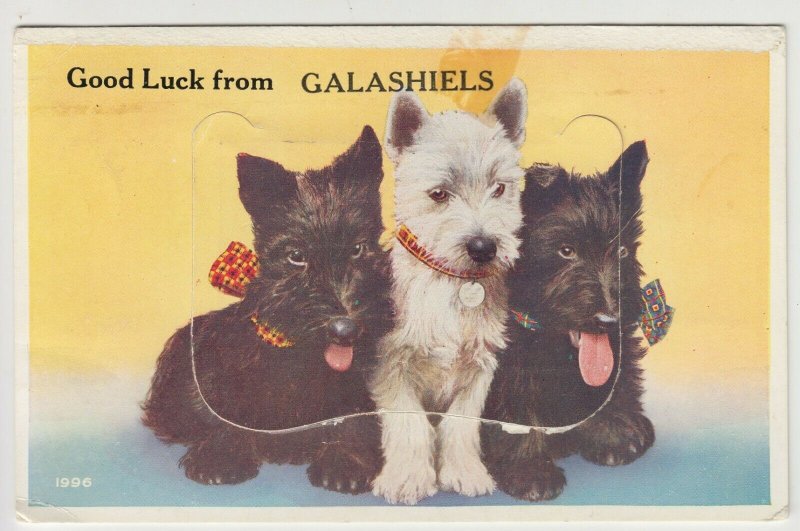 Selkirkshire; Good Luck From Galashiels Novelty Foldout PPC By Valentines, 1966 