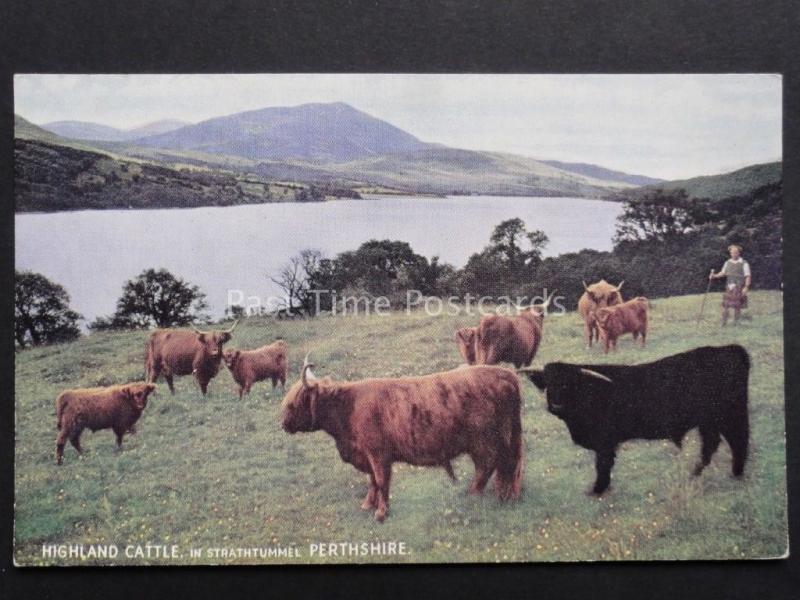 Perthshire: HIGHLAND CATTLE in Strathtummel shows Kilted Shepherd - Old Postcard