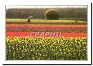 Modern Postcard Holland Flower Fields