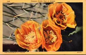 Arizona Common Prickly Pear Cactus In Bloom Curteich