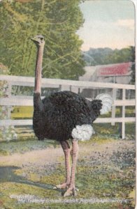 Florida Jacksonville Oliver Jr The Trotting Ostrich At The Ostrich Farm
