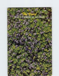 Postcard The Violet, State Flower Of Illinois