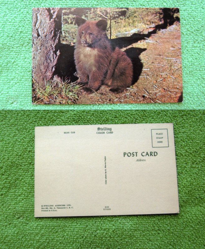 Postcard Bear Cub Relaxing In Forest, Wildlife, Animal, Mammal