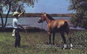 Texas Cowboy & his Horse Western Cowboy, Cowgirl Unused 