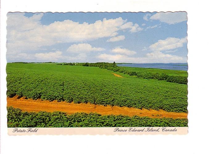 Potato Field, Prince Edward Island