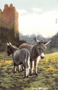 Irish Donkey Ireland Unused 