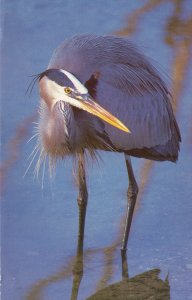 US  PC5749 GREAT BLUE HERON, PINE ISLAND SOUND, FLA