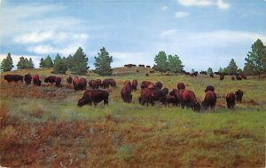 Black Hills Largest buffalo herd in the world Black Hills SD
