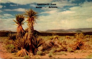 Arizona Greetings From Mesa Showing Desert and Yucca 1953