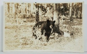 RPPC Black Bear Jasper National Park Canadian Railways Postcard N20