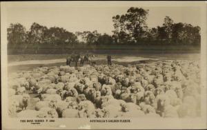 Australia Golden Fleece Sheep Flock Rose Series Real Photo Postcard