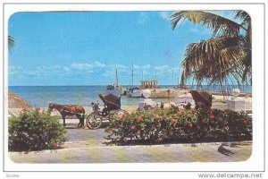 Horse-drawn Carriages and the landing dock, Cozumel, Q.R., Mexico,  40-60s