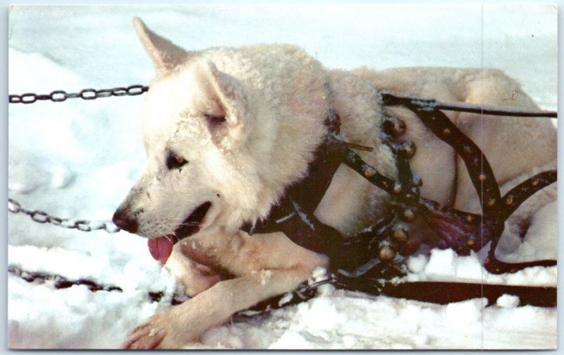 Postcard - Alaskan Sled Dog 