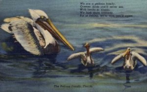 The Pelican Family - Misc, Florida FL