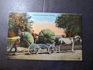 Mint USA Postcard Loading Cantaloupes in Florida