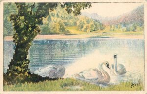Birds & poultry topical vintage postcard Pequi swans on lake