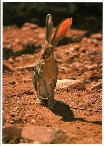 Postcard Animal - Desert Jack Rabbit