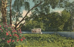 Vintage Postcard Water Hyacinths Down The Springs Run Silver Springs Florida FL