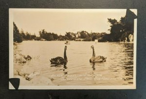 Vintage Black Swans Stow Lake Golden Gate Park San Francisco CA RPPC 